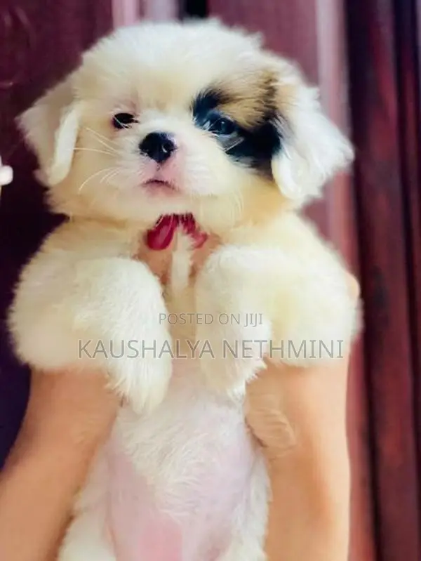 Shih Tzu