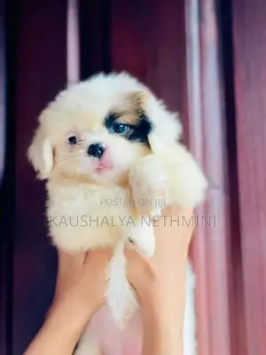 Shih Tzu