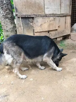 German Shepherd