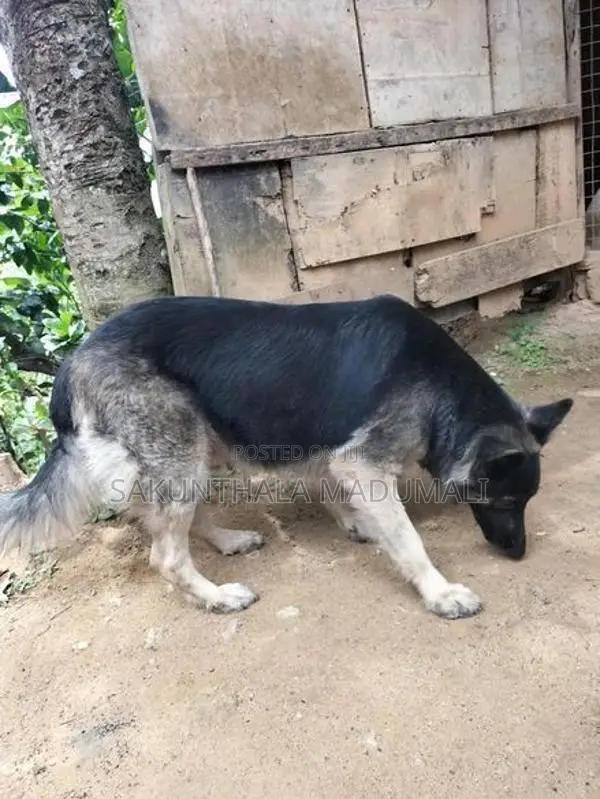 German Shepherd