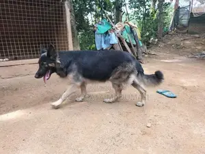German Shepherd