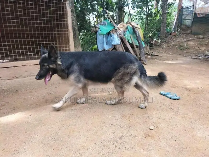 German Shepherd