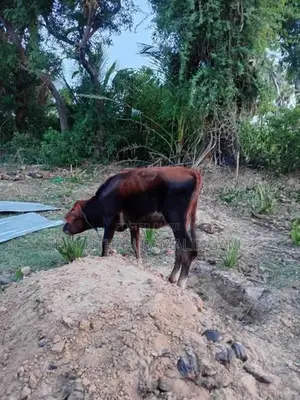 Milk Cow