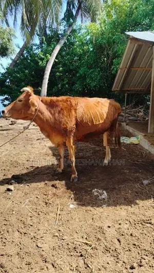 Female Cow