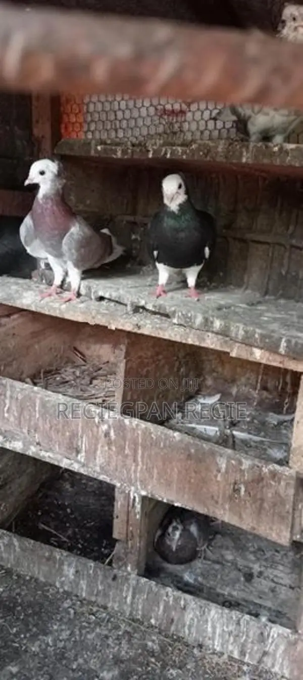 Pigeons