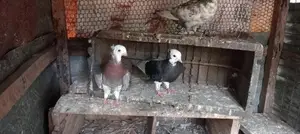 Pigeons