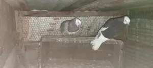 Pigeons