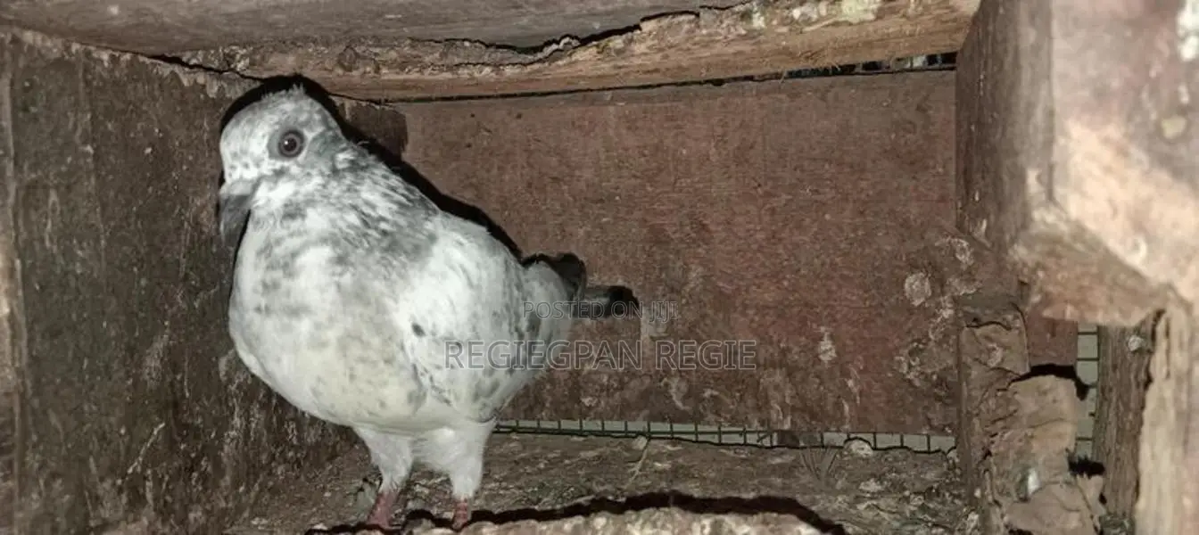 Pigeons