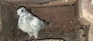Pigeons