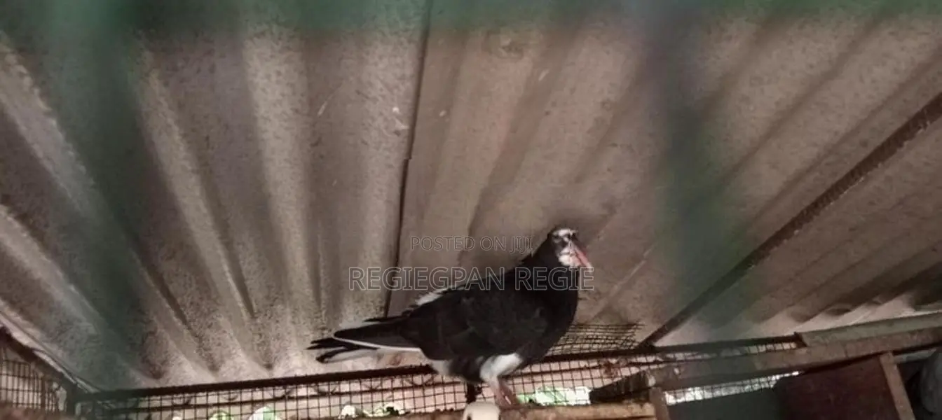 Pigeons