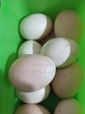 Chicken Eggs