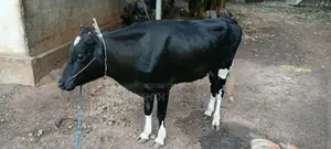 Nampan Caw