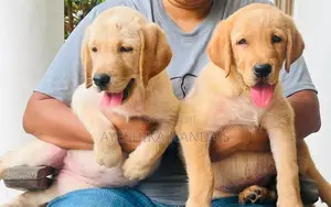 Labrador Retriever Puppies
