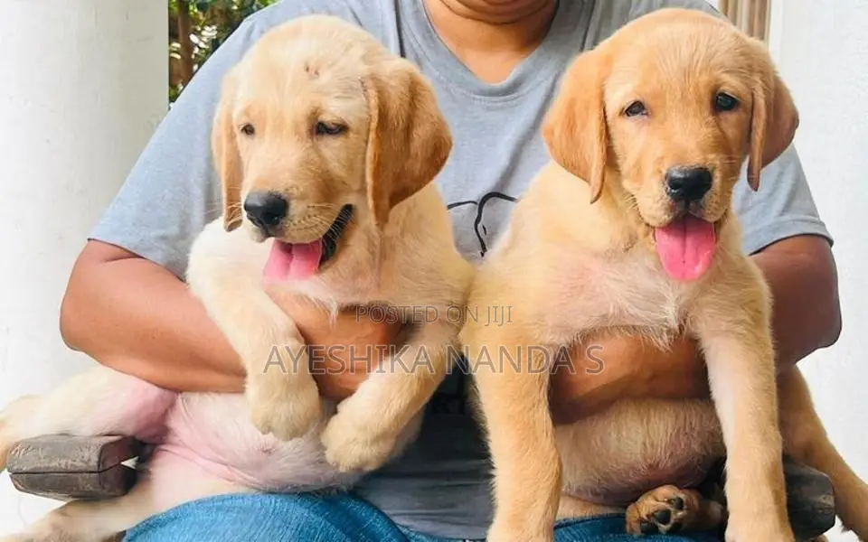 Labrador Retriever Puppies