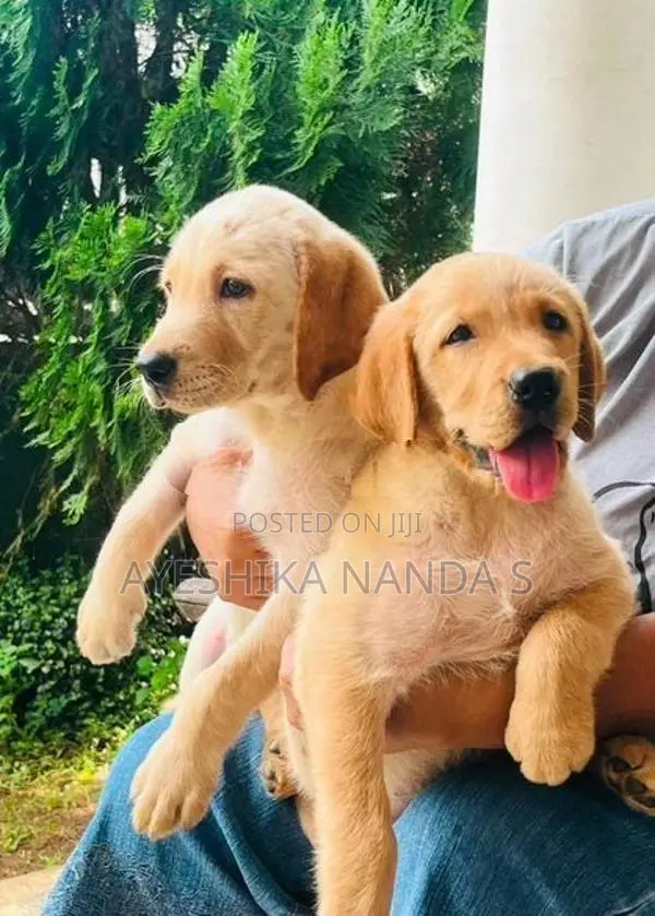 Labrador Retriever Puppies