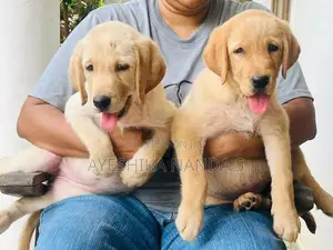Labrador Retriever Puppies