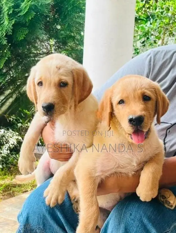 Labrador Retriever Puppies