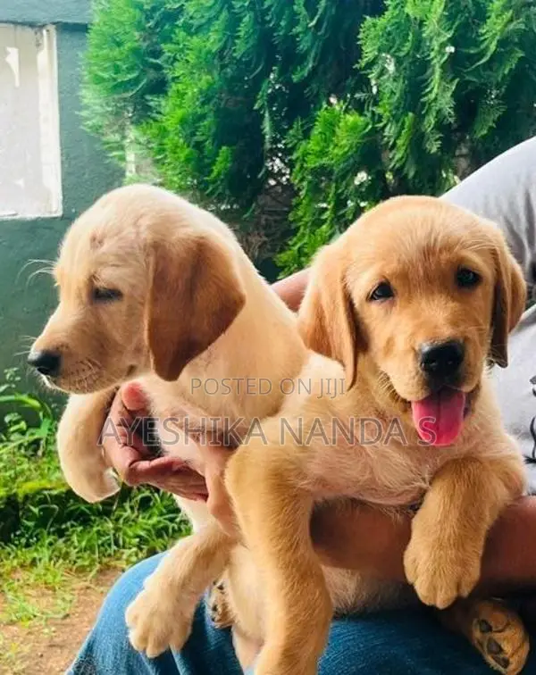 Labrador Retriever Puppies