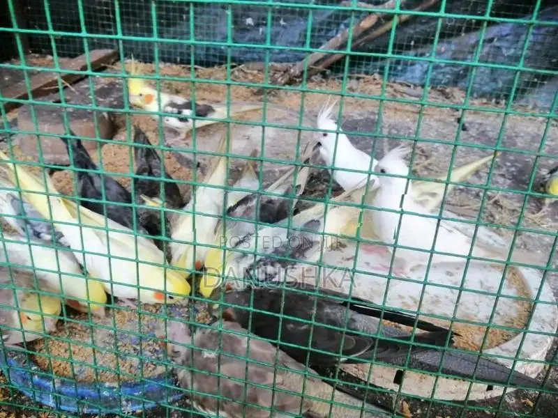 Cockatiel Birds