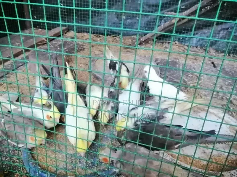 Cockatiel Birds