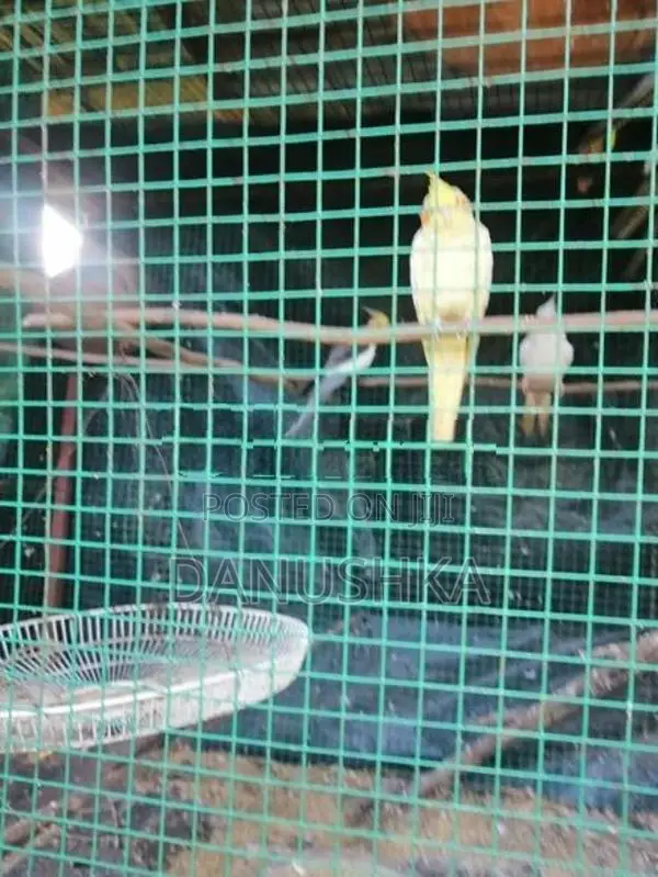 Cockatiel Birds