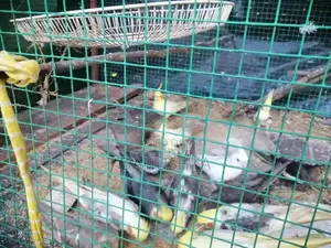 Cockatiel Birds