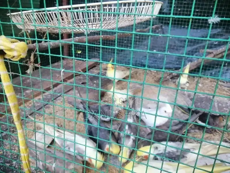Cockatiel Birds