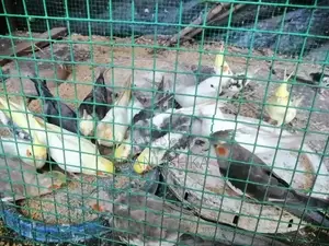 Cockatiel Birds