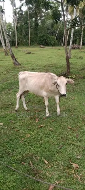 Weassi Patiya Vikinimata
