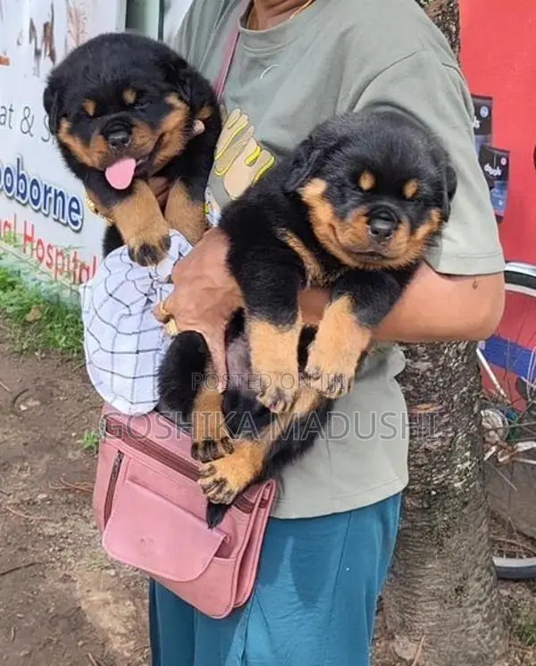 Rottweiler Puppy