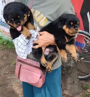 Rottweiler Puppy