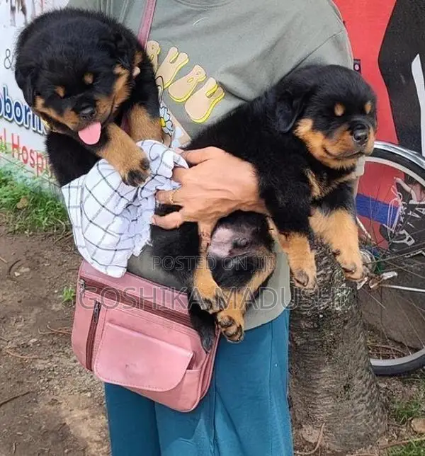 Rottweiler Puppy