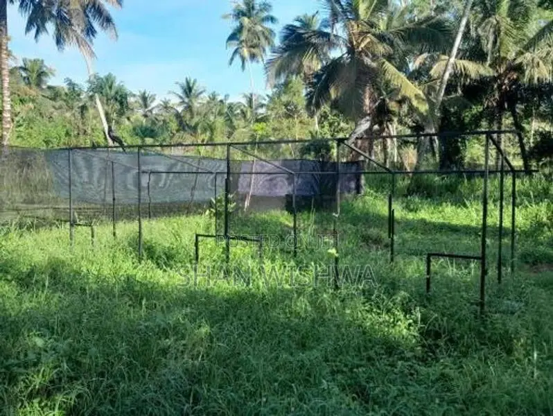 කුරුලු කුඩ