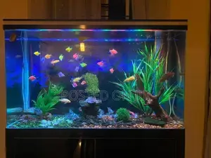 Fish Tank