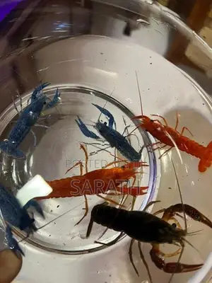 පොකිරිස්සන්