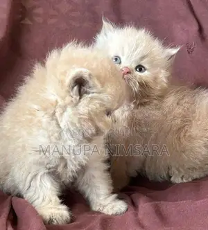 Persian Cat