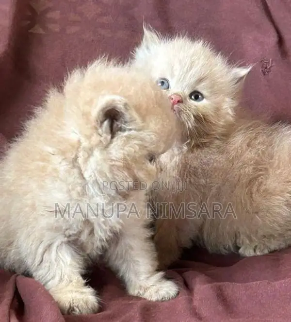 Persian Cat