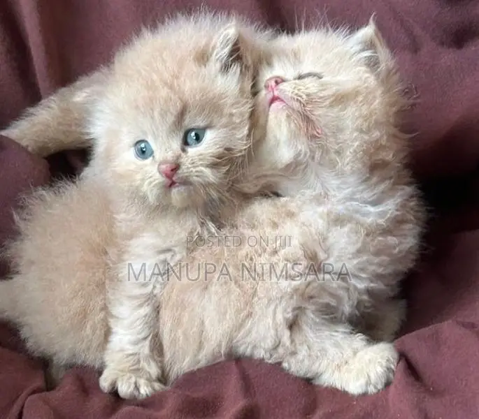 Persian Cat