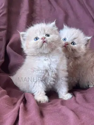 Persian Cat