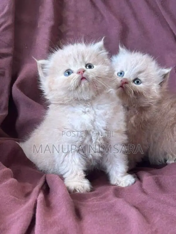Persian Cat