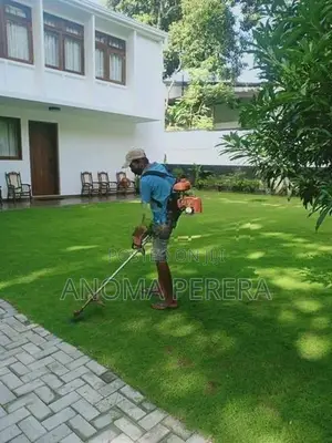 Malaysian Hybrid Grass
