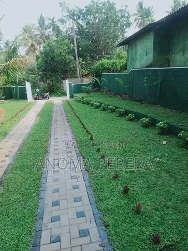 Malaysian Hybrid Grass