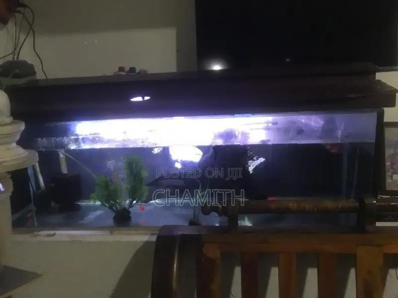 4ft Fish Tank