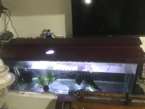 4ft Fish Tank