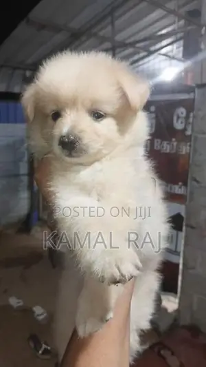 Pomeranian Puppy