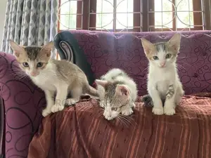 සුරතල් පූස් පැටවුන් අඹතැන්න