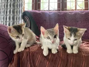 සුරතල් පූස් පැටවුන් අඹතැන්න