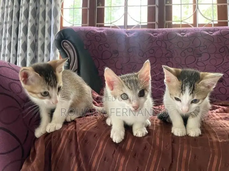 සුරතල් පූස් පැටවුන් අඹතැන්න