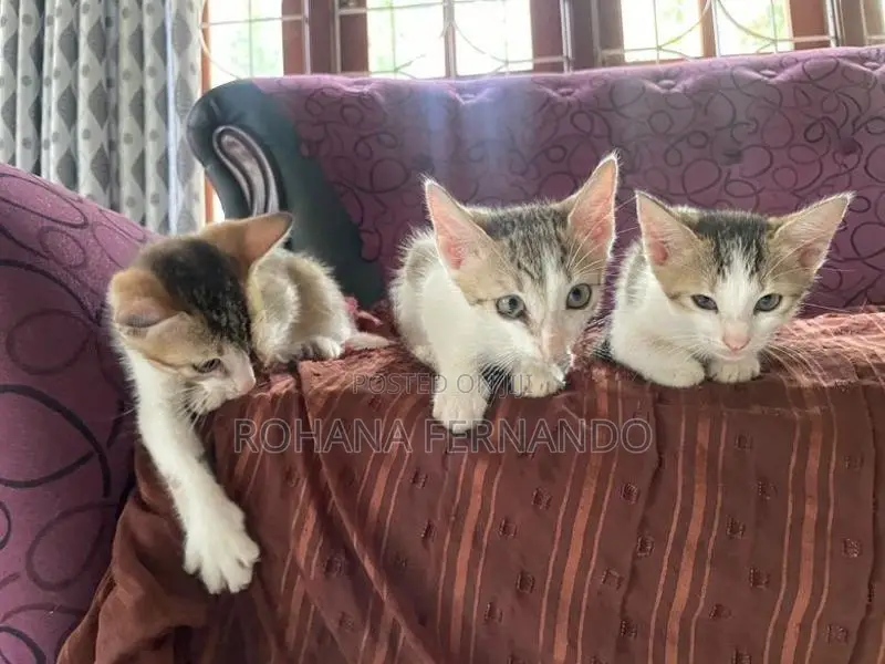 සුරතල් පූස් පැටවුන් අඹතැන්න