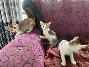 සුරතල් පූස් පැටවුන් අඹතැන්න